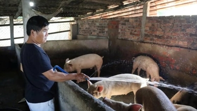 Take initiative to take care of your pet's health during the cold rainy season