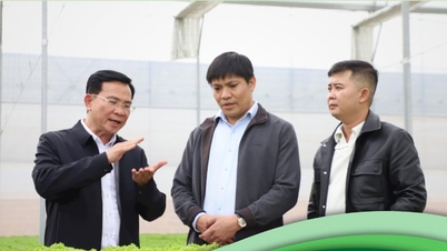 Na tarde de hoje, 2 de dezembro, o presidente do Comitê Popular da Província de Lam Dong terá um diálogo com os agricultores.