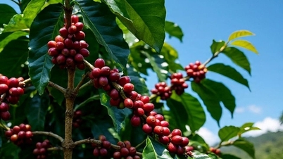 Precios de productos agrícolas al 2 de diciembre de 2025: Los precios del café y la pimienta se desplomaron