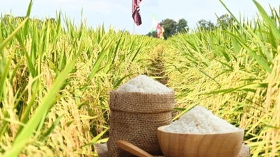 Prix ​​du riz aujourd'hui, 2 décembre : Les prix du riz frais ont fortement augmenté.