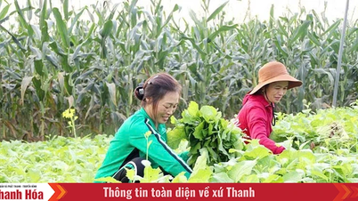 เยน ตรวง ใช้ประโยชน์จากศักยภาพและจุดแข็งเพื่อการพัฒนา