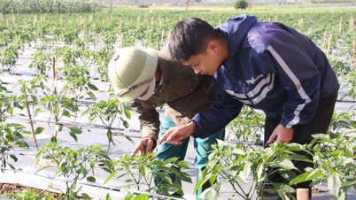 Tue Tinh se enriquece con los campos: [Artículo 3] Las plantas de chile echan raíces para reducir la pobreza