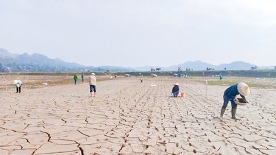 Después de la inundación, el limo se espesó casi medio metro, por lo que el agricultor Bich Hao 'hizo agujeros para sembrar semillas' de maíz.