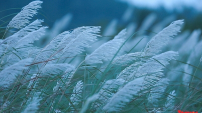 Da Nang i sesongen med rent hvitt sivgress, turister sjekker ivrig inn