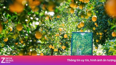 «Кіноподібний» апельсиновий сад у Мок Чау