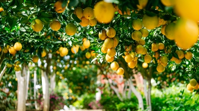 Ein filmreifer Garten lockt Touristen nach Moc Chau