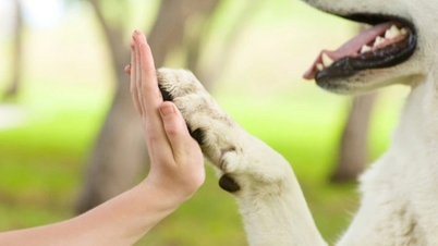 اكتشاف جديد حول العلاقة الغريبة بين البشر والكلاب