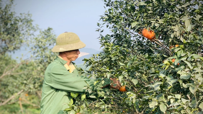 オレンジの木がハティン省山岳地帯の人々に貧困からの脱出の道を開く