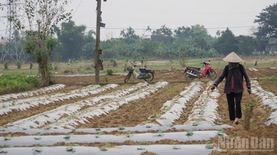 Da Nang memperuntukkan lebih 76 bilion VND untuk mengatasi kerosakan selepas bencana alam