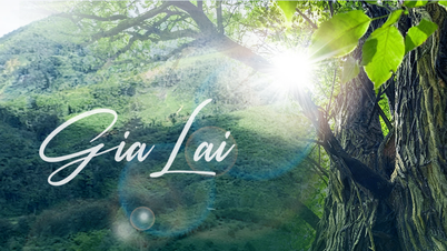 Gia Lai: ສົ່ງເສີມຄວາມໄດ້ປຽບຂອງ 'ປ່າທອງ' ເພື່ອເປົ້າຫມາຍການພັດທະນາແບບຍືນຍົງ
