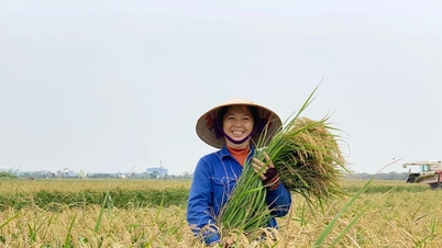 Cena ryżu dzisiaj, 2 grudnia 2025 r.: Stabilny rynek kupna i sprzedaży