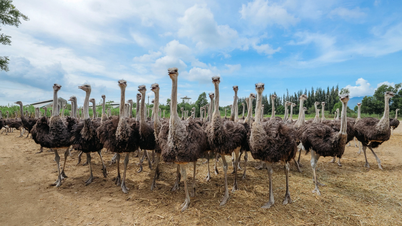 Το κρέας στρουθοκαμήλου VietOstrich έχει ανώτερη θρεπτική αξία, η βέλτιστη επιλογή για κάθε οικογένεια