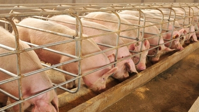 2 दिसंबर 2025 को आज सुअर की कीमत: तीनों क्षेत्रों में मामूली वृद्धि