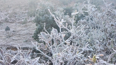 Lao Cai: Embun beku menyelimuti Y Ty, menciptakan pemandangan yang ajaib