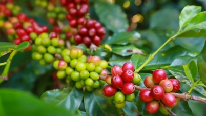 वियतनाम के कॉफ़ी निर्यात का मूल्य बढ़ने की ओर रुझान