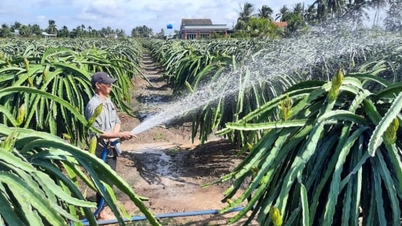 Tập trung thực hiện hỗ trợ sản xuất nông nghiệp