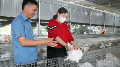 कैम ली में पशुधन विकास: रोजगार सृजन, आय में वृद्धि