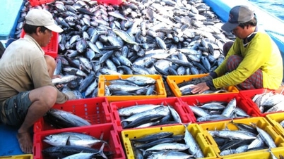 'Tháo gông' cho nghề đánh bắt cá ngừ sọc dưa, ngư dân mừng rỡ