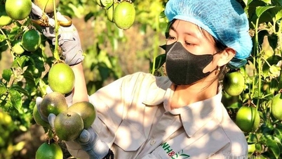 जिया लाई ने सिंगापुर के साथ सहयोग बढ़ाया, कृषि निर्यात को बढ़ावा दिया