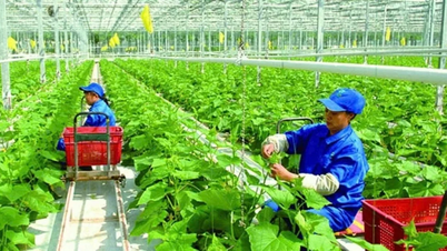 Coöperaties vormen de kern die ervoor zorgt dat de landbouwproducten van Thanh Hoa een grote omvang krijgen.