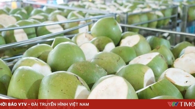 Vinh Long exports more than 35 million fresh coconuts