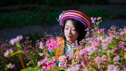 تستيقظ المنطقة الصخرية وسط اللون الوردي لأزهار الحنطة السوداء