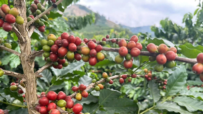 Dien Bien'de yoksulluk azaltma çalışmalarının etkinliği