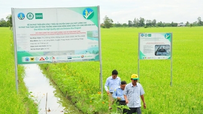 Dong Thap: Coöperaties verbeteren de productie-efficiëntie en herstructureren de landbouwsector