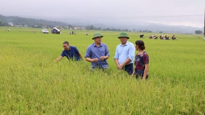 "سلامت" جدید کشاورزی Dien Bien