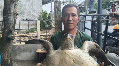 Pineapple tortoiseshell about 17kg caught in fisherman's net