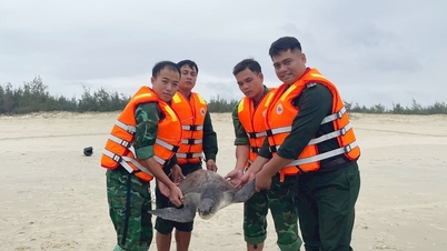 Đồn Biên phòng Tam Thanh tiếp nhận và thả rùa biển quý hiếm về môi trường tự nhiên