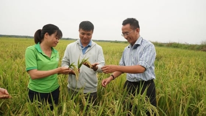 การปฏิวัติพันธุ์ข้าว: [ตอนที่ 1] TBR97 - การส่งเสริมข้าวใหม่ Tay Ninh