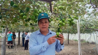 ประกาศการจำหน่ายแอปเปิลพันธุ์ TN01 ในเขตภาคใต้ตอนกลาง