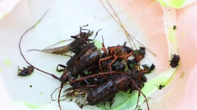 ออสเตรเลีย-เวียดนามร่วมมือกันเพื่อป้องกันสายพันธุ์ต่างถิ่นรุกราน