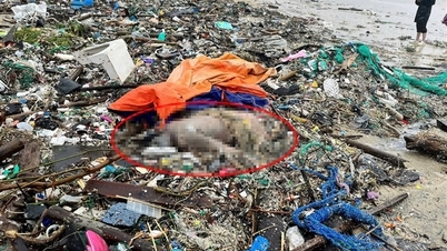 Searching for the whereabouts of the woman who drifted to the northeastern beach of Dak Lak province