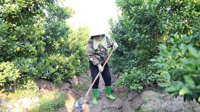 Wioski kwiatowe i kumkwatowe w Thanh Hoa tętnią życiem w sezonie Tet.