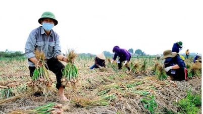 ไฮฟองจะดำเนินการ 'ตรวจสอบสุขภาพดินทั่วไป' ตั้งแต่ปี 2569