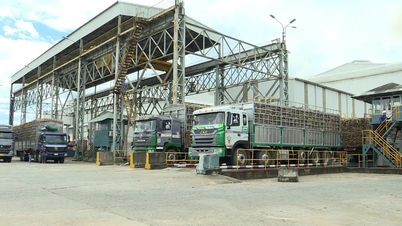 مصنع سكر آن كي يدخل رسميًا موسم التكسير 2025-2026