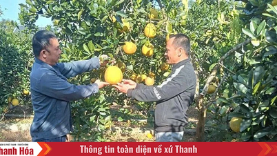 Quy Thanh köyünün Parti hücre sekreteri örnek ve sorumluluk sahibidir.