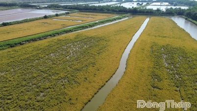 Petani Tan Phu Dong menuai model padi-udang