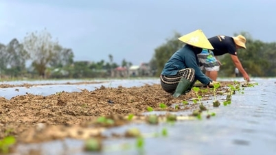 বন্যার পর পুনরুজ্জীবিত দা নাং-এর বিখ্যাত সবজি চাষ এলাকা