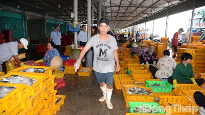 ドン・タップ：IUU漁業の防止と撲滅に関するコミュニケーション強化