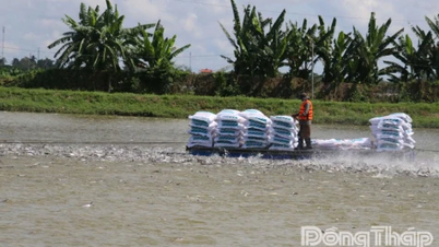 Dong Thap: Aumento nos preços do pangasius cru