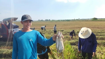 롱빈(Long Binh) 마을 농부들이 벼 수확기에 쥐를 사냥하고 있다.