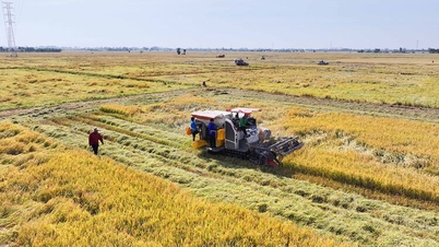 ราคาข้าวสารอานซางยังคงทรงตัว