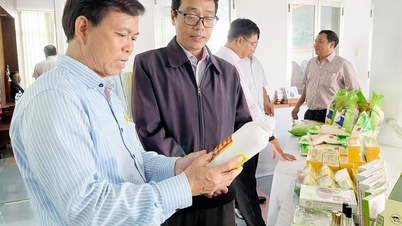 بناء سلسلة القيمة لأناناس دونج دين