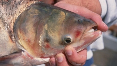 ڈی ایچ اے سے بھرپور مشہور ویتنامی مچھلی جیسے سالمن، کو کئی پکوانوں میں پکایا جا سکتا ہے۔