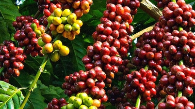 Harga kopi pada 3 Desember: Turun 4.000 VND/kg, menjadi 107.000