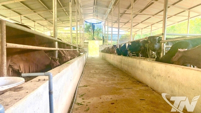 Объединение животноводства открывает путь к преодолению бедности