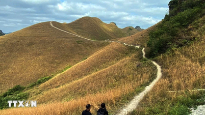 اكتشف تلة عشب با كوانج - الجمال البري والهادئ في وسط الجبال والغابات الحدودية